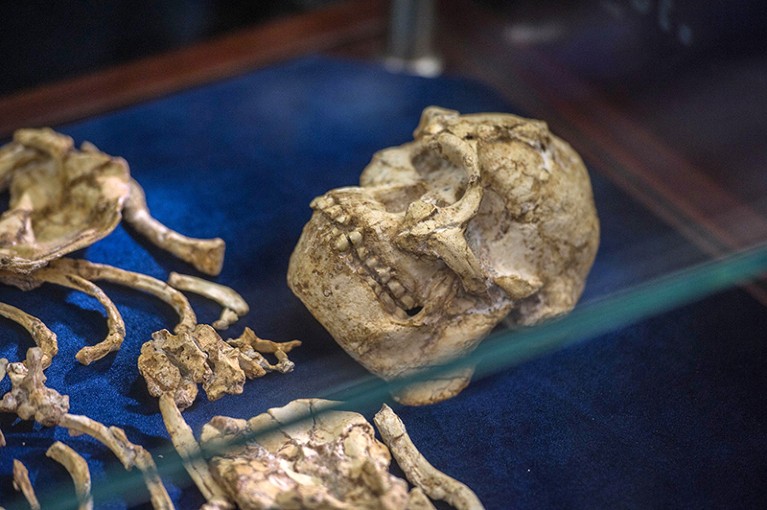 The Little Foot fossilised hominid skeleton