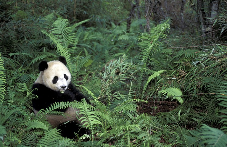 Giant panda sitting eating bamboo among ferns at Wolong Nature Reserve, Sichuan, China.
