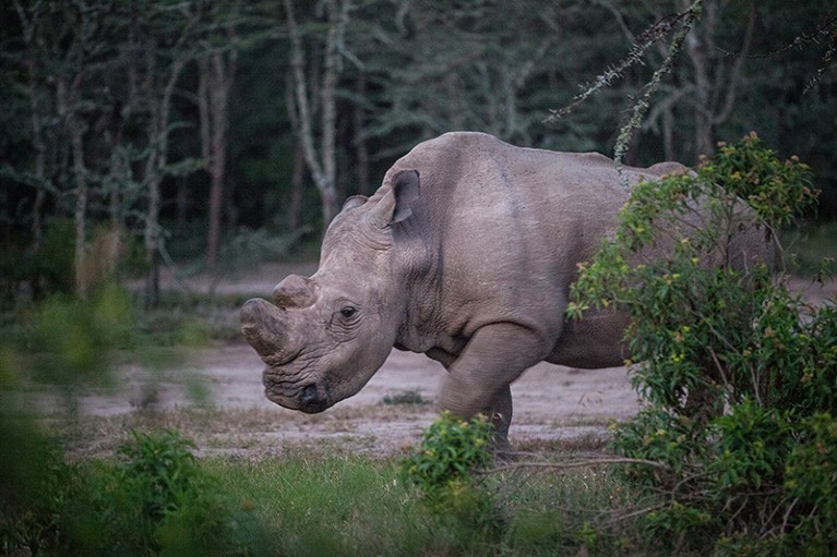 Sudan the white rhino in 2015