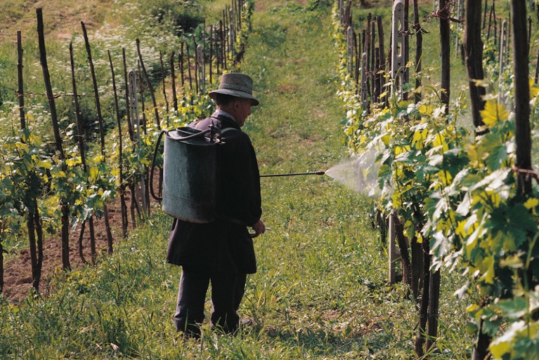 Farmer spraying pesticide in a vineyard