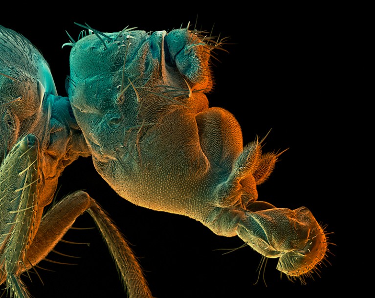 Coloured scanning electron micrograph of mutant fruit fly with no eyes