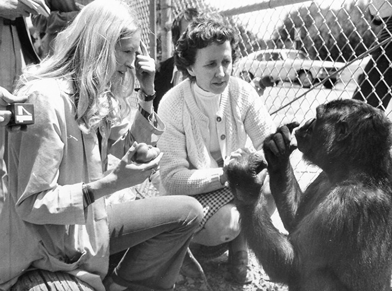 Penny Patterson (left) asks via sign language if Koko is hungry, Koko signs to confirm.
