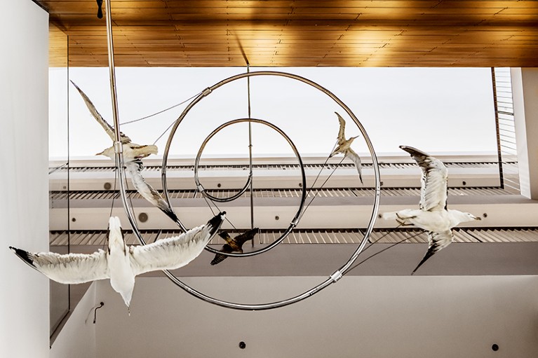 A view looking up at four bird specimens attached to an elegantly spiralling section of the setup's framework.