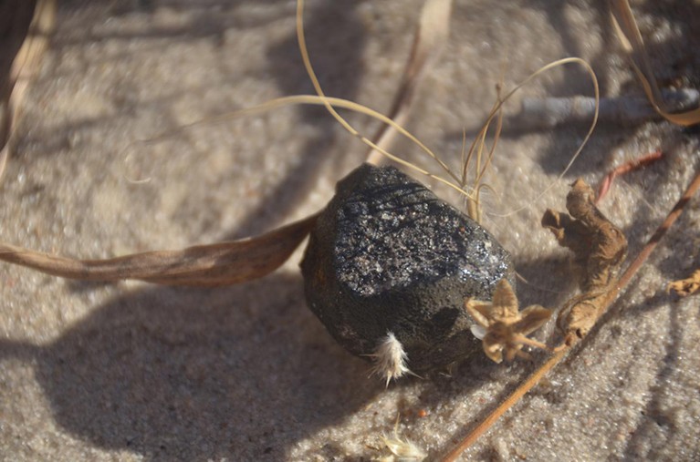 The small darkly coloured rectangular Botswana Meteorite on sandy ground.