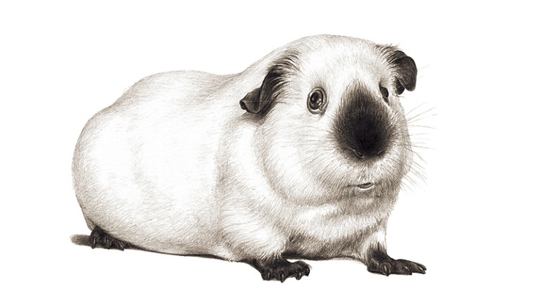 A black and white sketched illustration of a white guinea pig with a darker nose, ears and limbs.