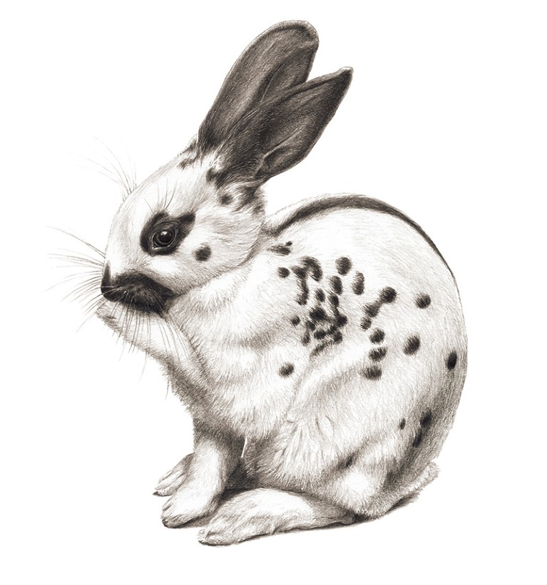 A black and white illustration of a white rabbit with a spotted coat, 'pointed' colouring and a striped coat at the back