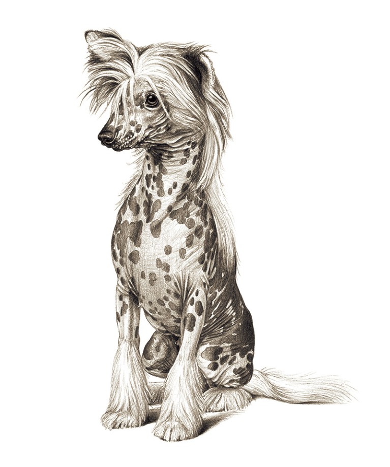 A black and white sketched illustration of a Chinese Crested dog with spotted skin and a furry mane and feet.