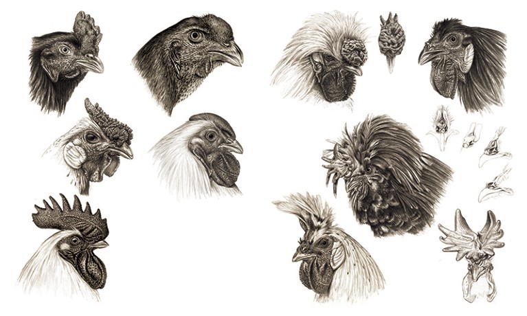 A black and white sketched illustration of the heads of different chicken heads with a wide variety of combs.