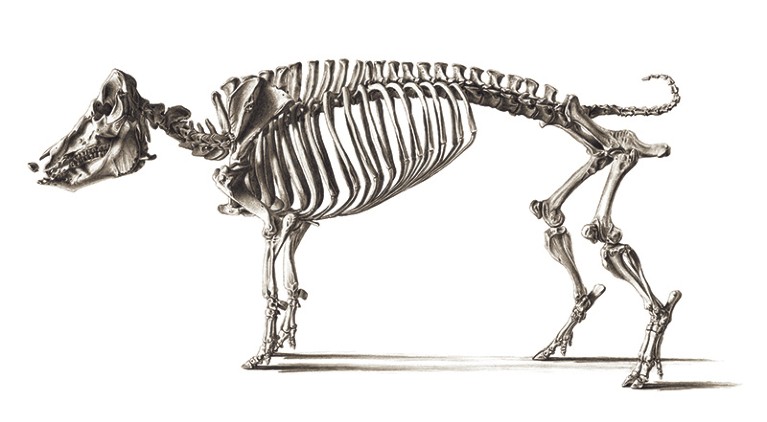 A black and white sketched illustration of a standing pig skeleton with 21 vertebrae.