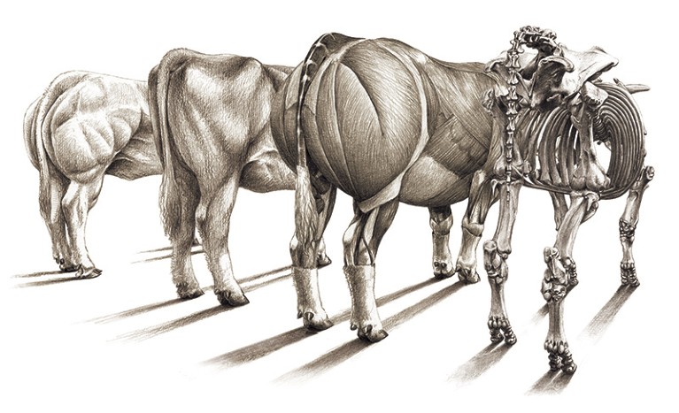 A black and white sketched illustration of four double muscled bulls from behind - one with skeleton, one with muscles, visible.