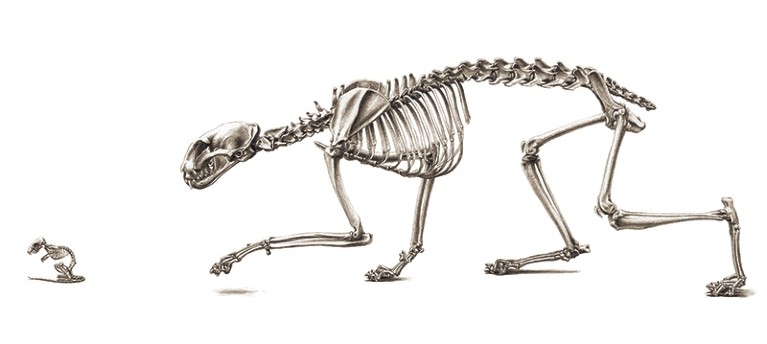 A black and white sketched illustration of the skeleton of a manx cat stalking ta skeletal mouse.