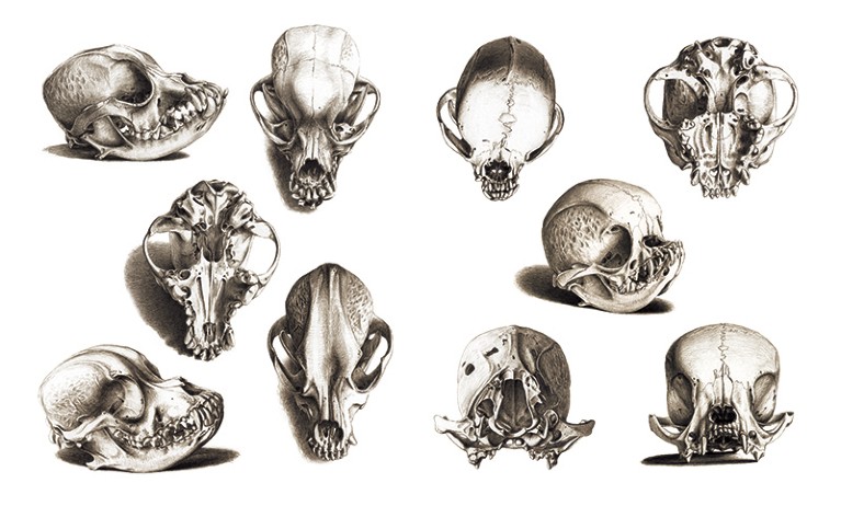 Black and white illustrations of spaniel skulls, with longer canine looking skulls at left and extremely rounded skulls at right