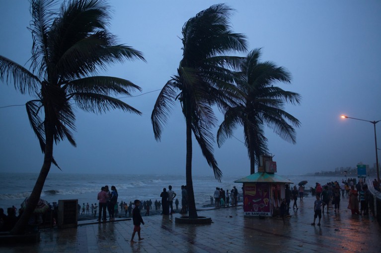 Palms swaying in the wind in Mumbai