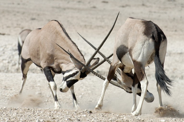 Gemsbok males fighting with horns