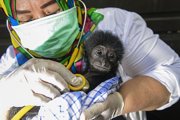 A veterinarian tends to a rescued baby black gibbon