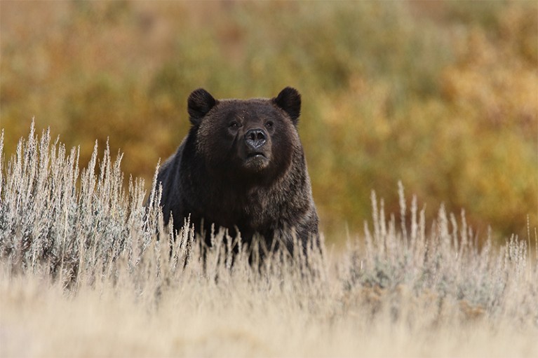 A grizzly bear looks pensively out over long grass in Yellowstone.