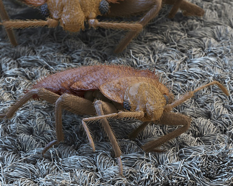 Coloured SEM of bed bug on fabric