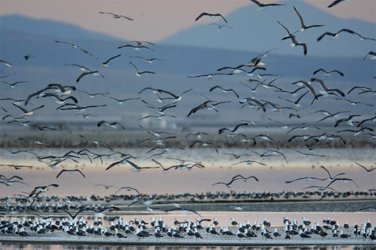 Gulls take flight over a patchy water surface with mountains in the background