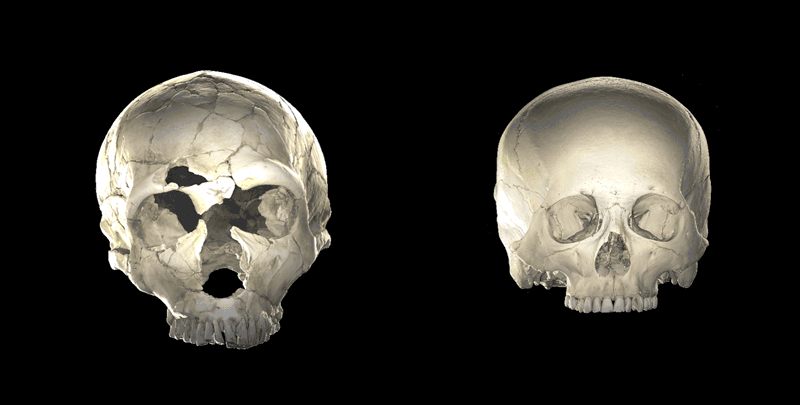 CT scans of a neanderthal cranium (l) and a modern human (r) rotating on a black background
