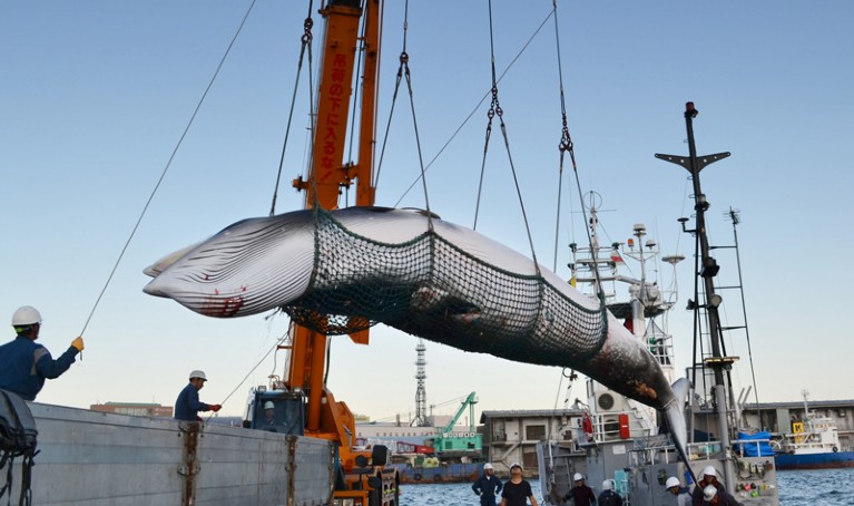 A minke whale is landed at a port in Japan