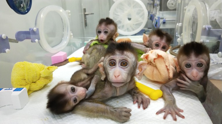 Five cloned monkeys