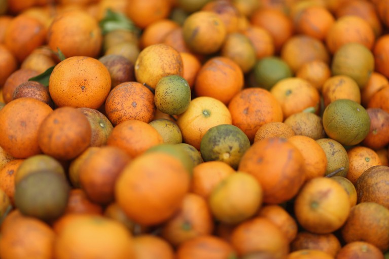 A large pile of tangerines in a bin