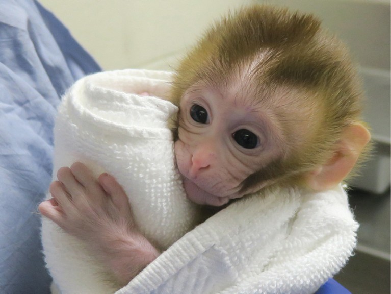 Grady the monkey, wrapped up in a white towel, is held by medical staff