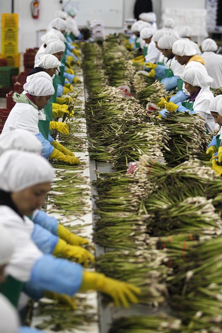 Workers on a production line, dressed in safety gear, sort asparagus at a processing plant.