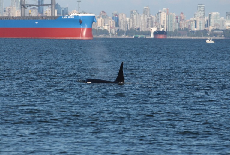 Southern resident killer whale surfacing t Vancouver Port Harbour with shipping vessels and the city in the background