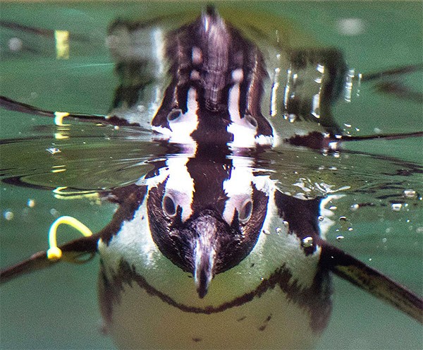 A diving penguin reflected in the water’s surface