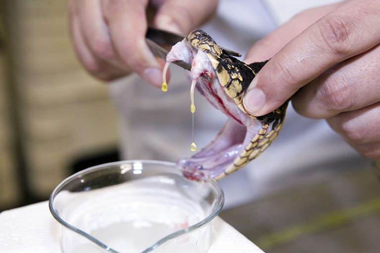Tweezers are used to squeeze the venom of a Jararacussu snake