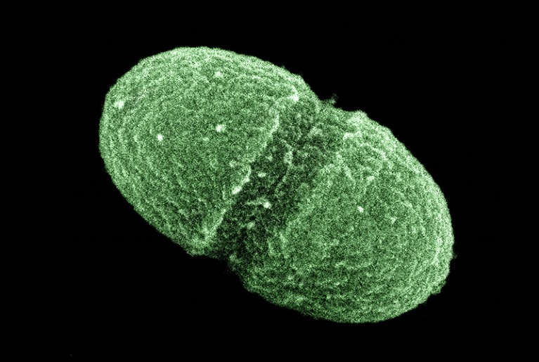 The bacterium Enterococcus faecalis.