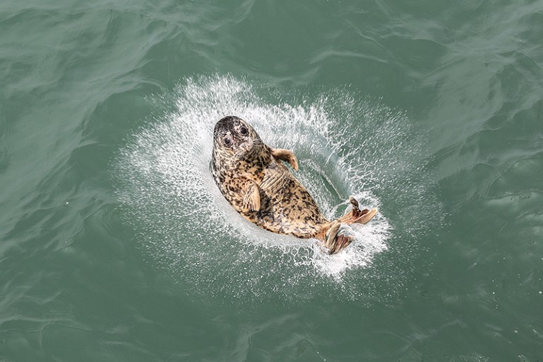 A rescued and rehabilitated spotted seal is released into the sea in Dalian, China