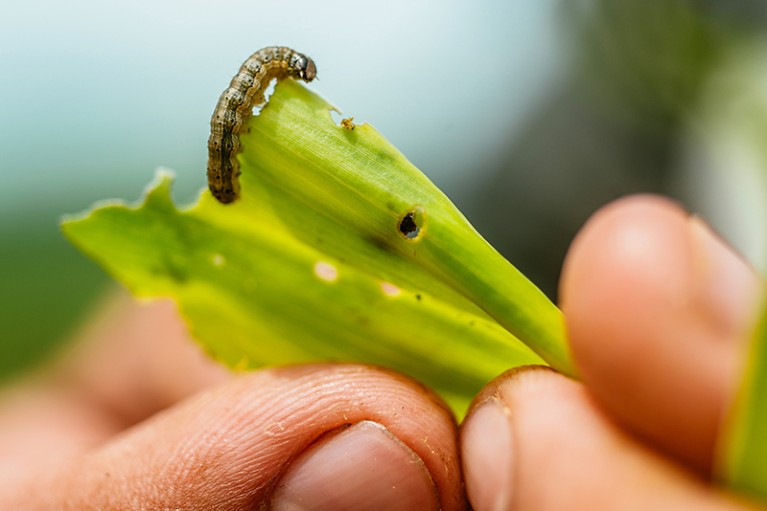 A farmer displays the caterpillar larva of a fall armyworm