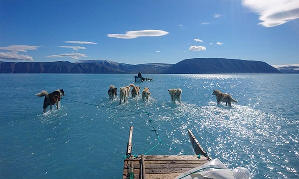 Dogs seem to run on water as sleds traverse flooded sea ice.