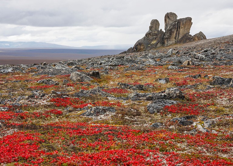 Tundra strewn with grey rocks and red flowers. A granite rock formation sticks up in the middle distance.