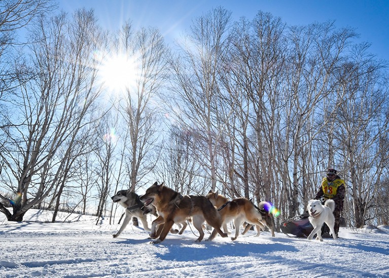 A person riding a sledge pulled by six dogs, travelling on snow between bare trees.