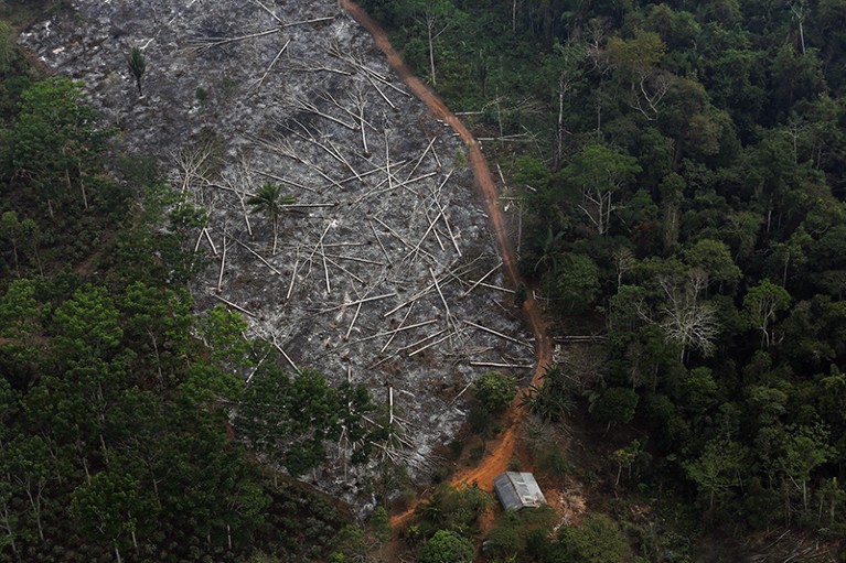 A deforested plot of the Amazon.