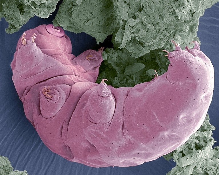 Water Bear SEM (Tardigrade), a tiny aquatic invertebrate.