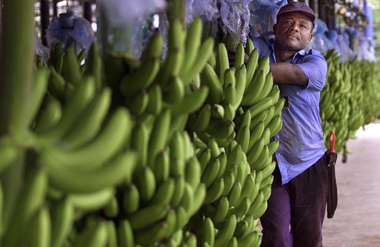 A worker at a multi-national banana company selects bananas for export in Uraba, Colombia