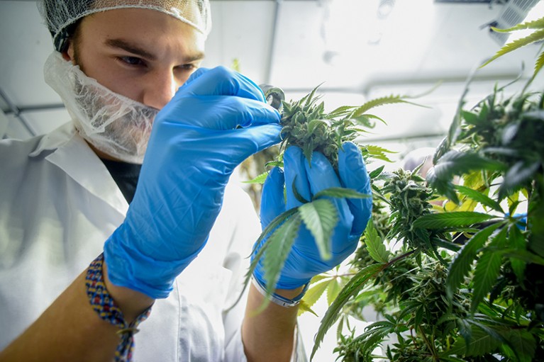 A worker in a lab coat and gloves checks a plant in a commercial medical-cannabis cultivation facility