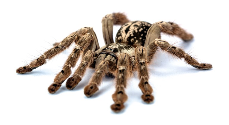 A Togo starburst tarantula