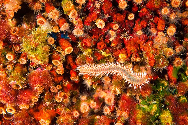 Cladocora caespitosa, commonly known as cushion coral, off the Turkish coast