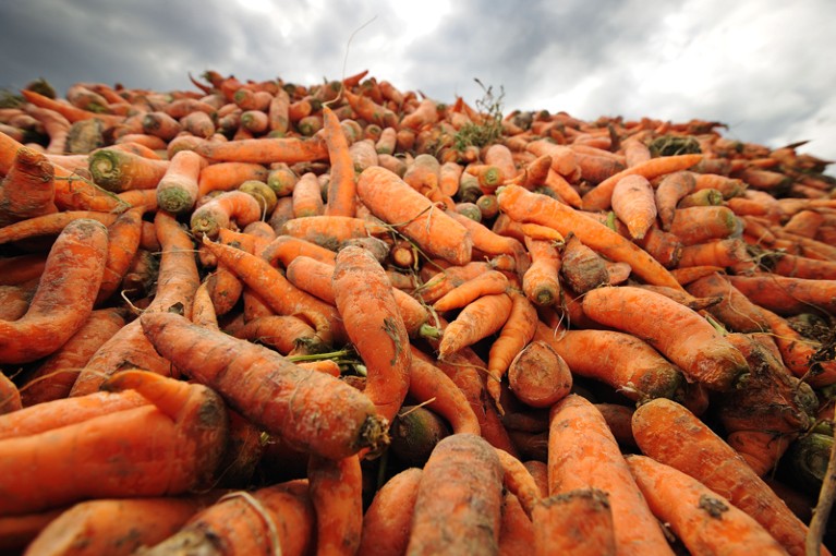 A pile of waste carrots
