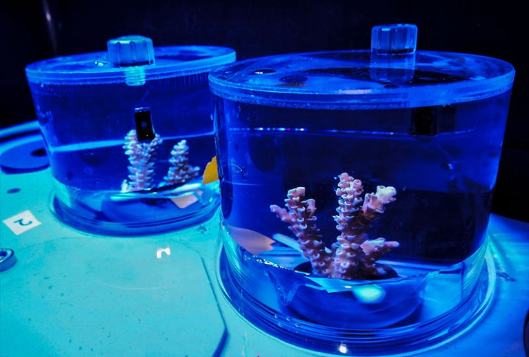 Acropora tenuis in an incubation chamber