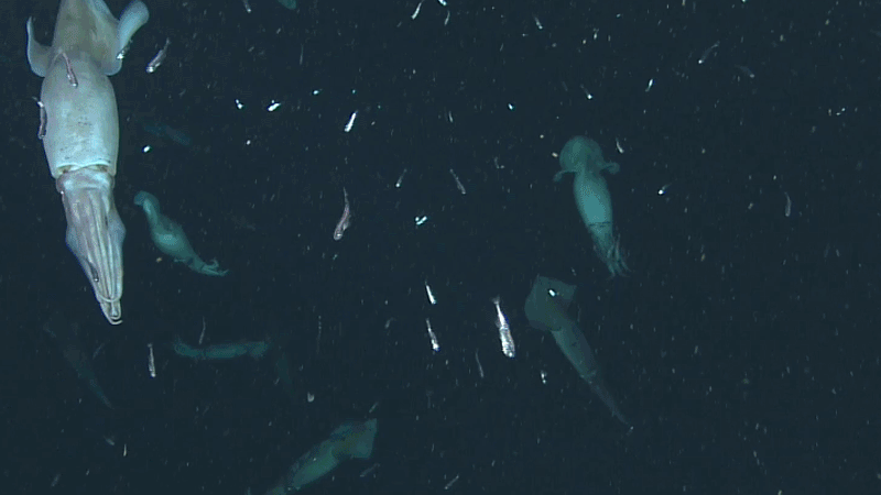Video clip showing a large group of Humboldt squid changing color as they hunt small deep-sea fish.