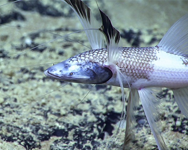 Close-up view of the head of a tripod fish