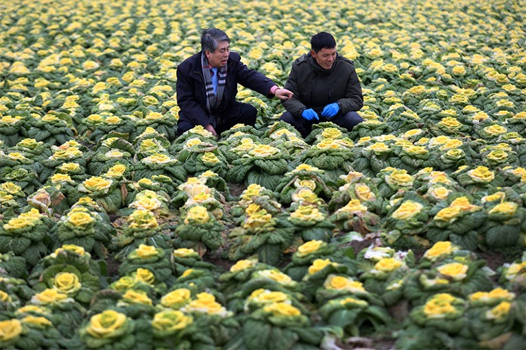 Two researchers crouch a field of yellow blooms on rose-like Chinese cabbages