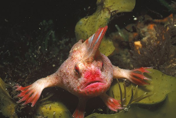 Red handfish