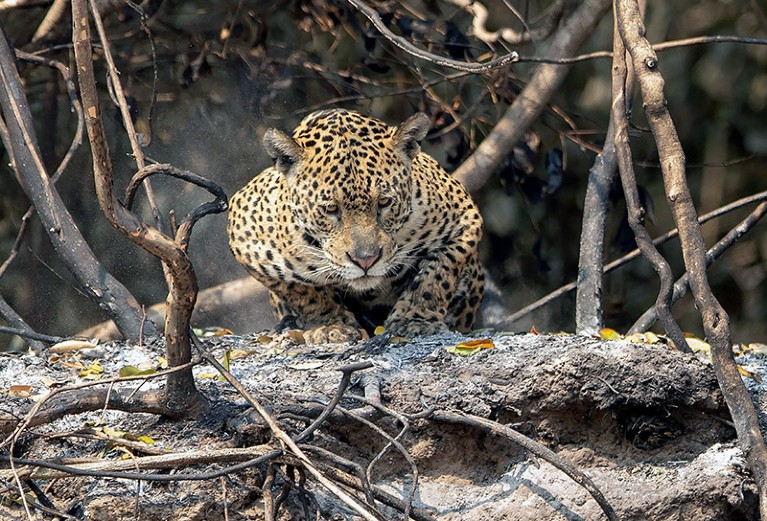 A jaguar crouches on an area recently scorched by wildfires.